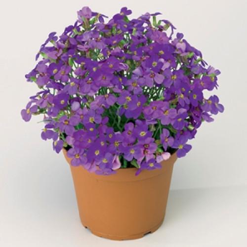 Семена цветов Syngenta Обриета гибр Audrey Purple Shades 100 шт. (BN05581-3)