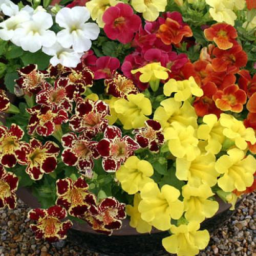 Насіння квітів Floranova Мімулюс Maximus Formula Mix 250 шт. (BN07638-2)