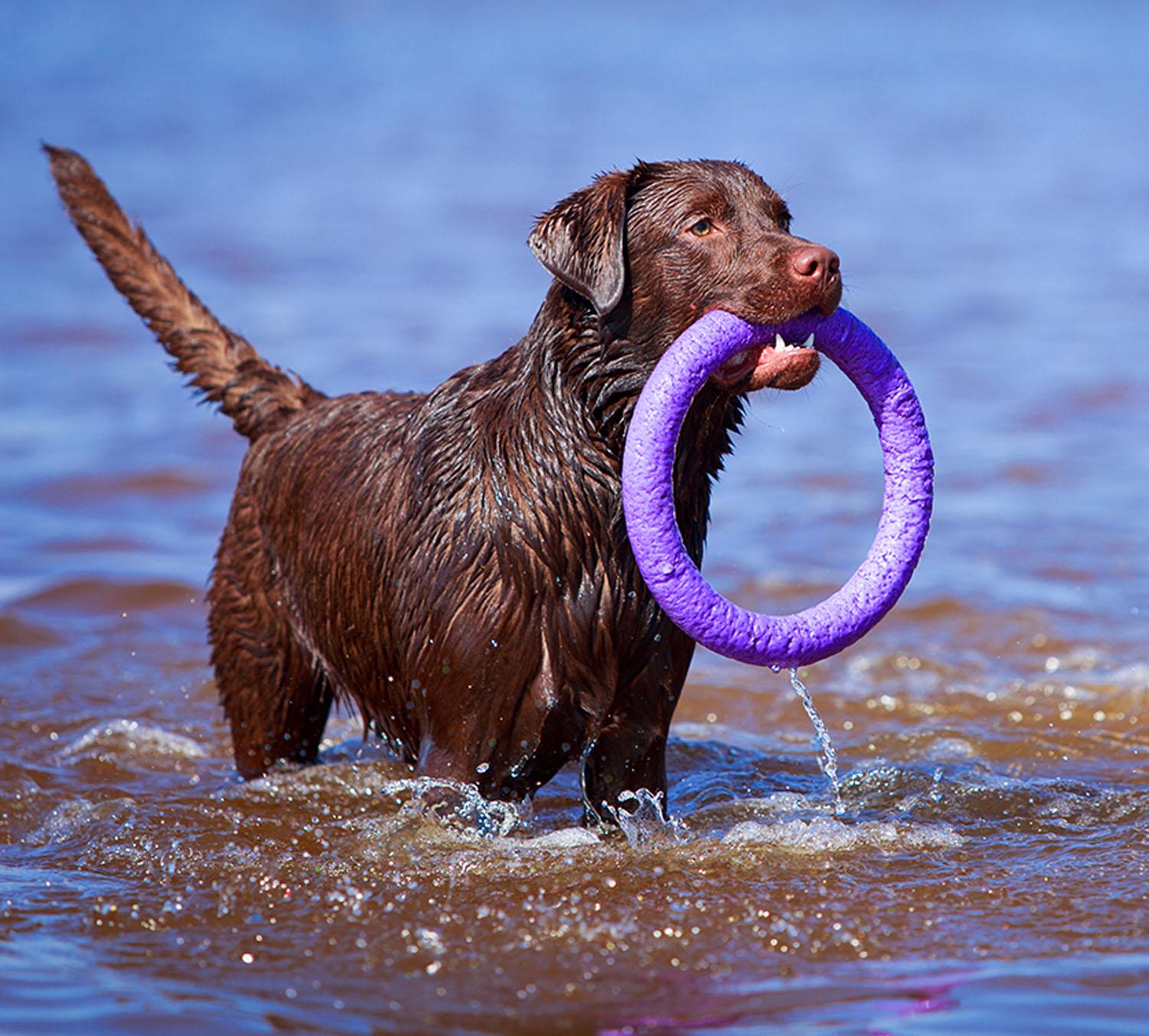 Тренувальний снаряд для собак Puller Standard 28 см (6490) - фото 31