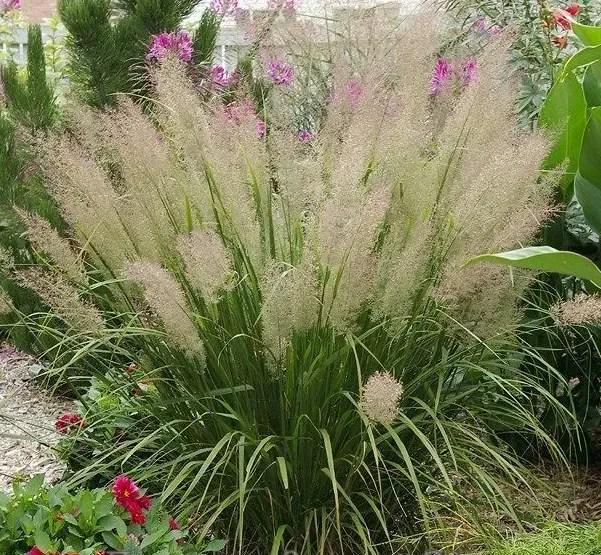 Растение уличное Вейник Алмазный Подолка (2-35)