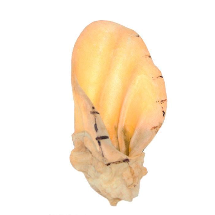 Лакомство для собак Селянські Смаколики Ухо говяжье кальцинированное 1 шт. (2587133564)