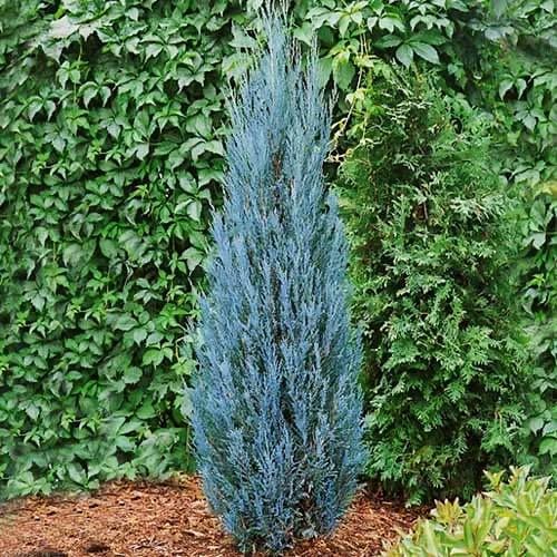 Саджанець ялівцю скельного Juniperus scopulorum Blue Arrow Р9 (645158189) - фото 2 Саджанець ялівцю скельного Juniperus scopulorum Blue Arrow Р9 (645158189) - фото 2