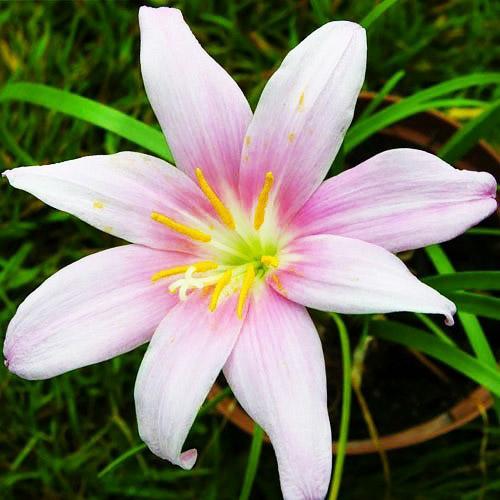 Габрантус Florium Robustus (7934)