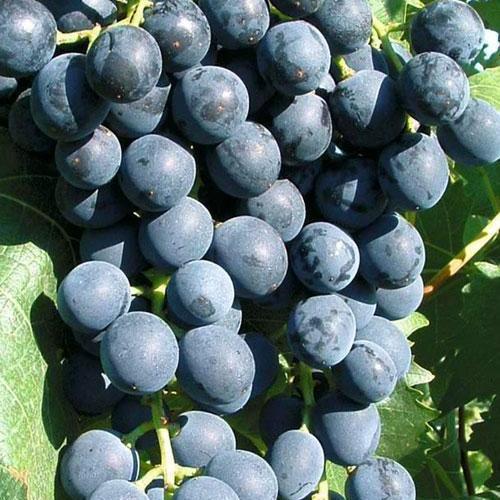 Сажанець Виноград Кортис №2 винний сорт ранній термін дозрівання (44313)