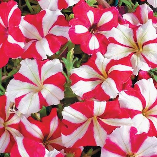 Семена Петуния Florium Стелларис (4995)