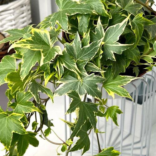 Плющ пестролистный Mathilde контейнер Р9 (176888)