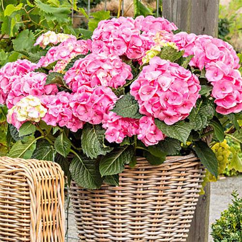 Гортензия Florium Rembrandt Dolce Chic (10381)
