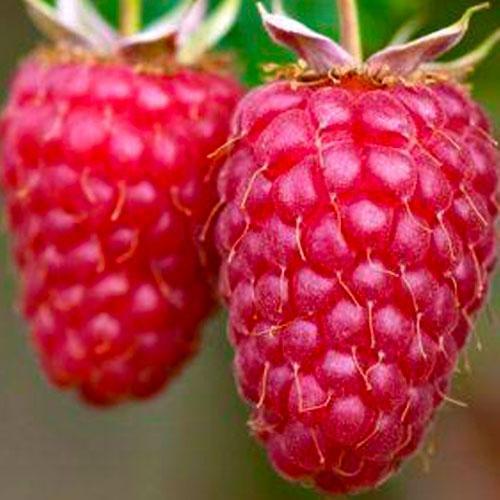 Сажанец Малина Вилламетте Willamette ранний срок созревания сорт хорошо устойчив к болезням (25494)