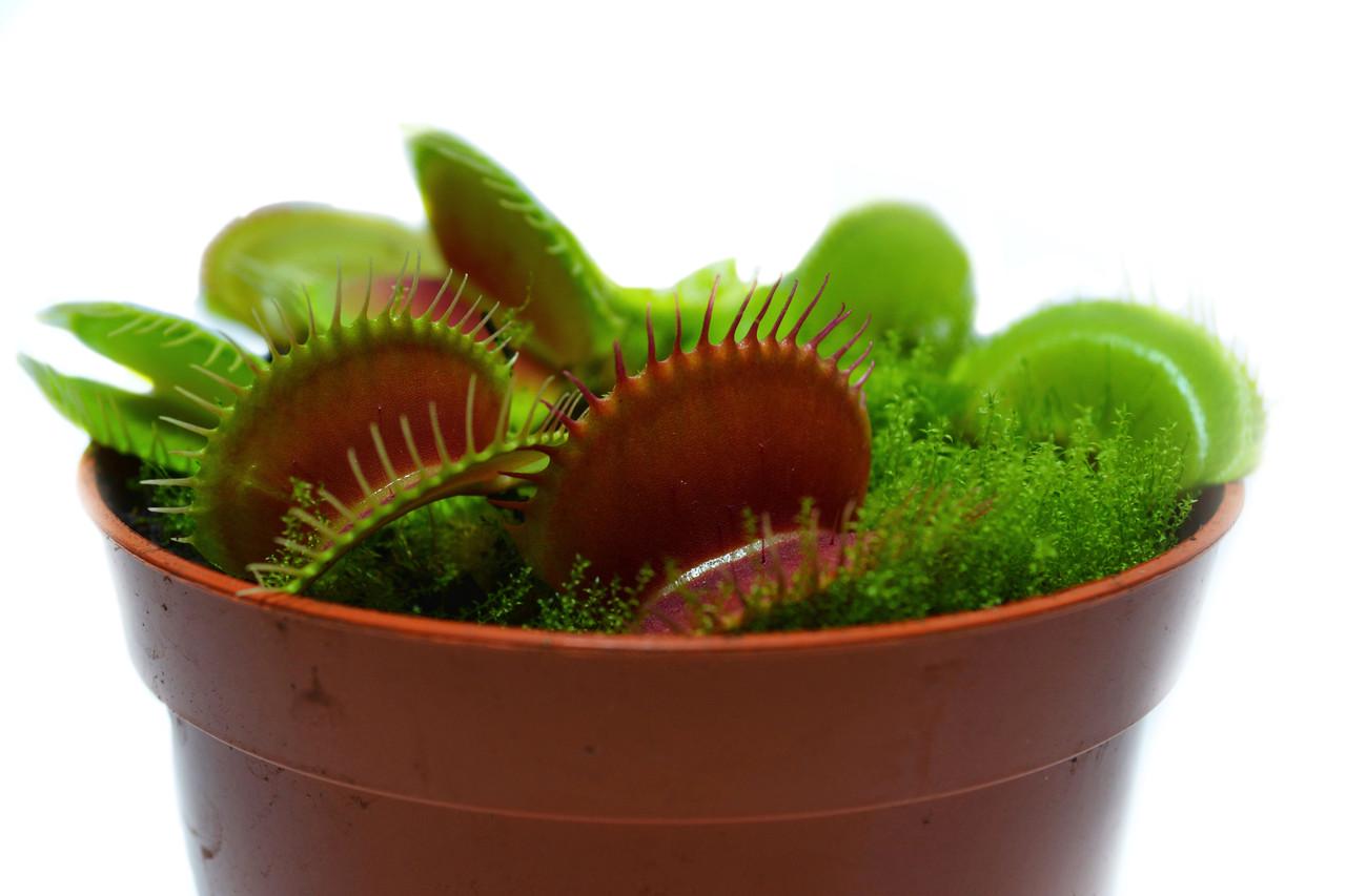 Рослина хижак Венерина мухоловка AlienPlants B52 Dionaea muscipula B52 розмір L (SUN0001CP) - фото 4