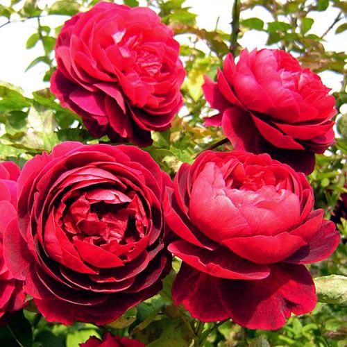 Троянда Florium Morsdag Red (10392)