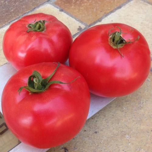 Семена Томат Розовый Индетерминантный Clause AFEN F1 1000 шт. (2285045401)