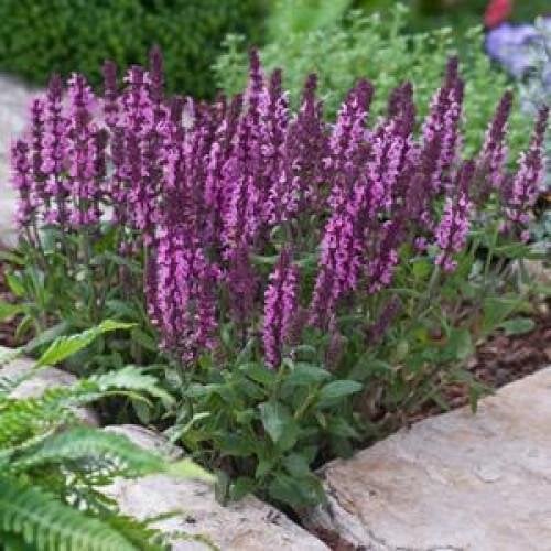 Семена цветов Syngenta Шалфей отличный Merleau Rose Compact 1000 шт. (BN04513)