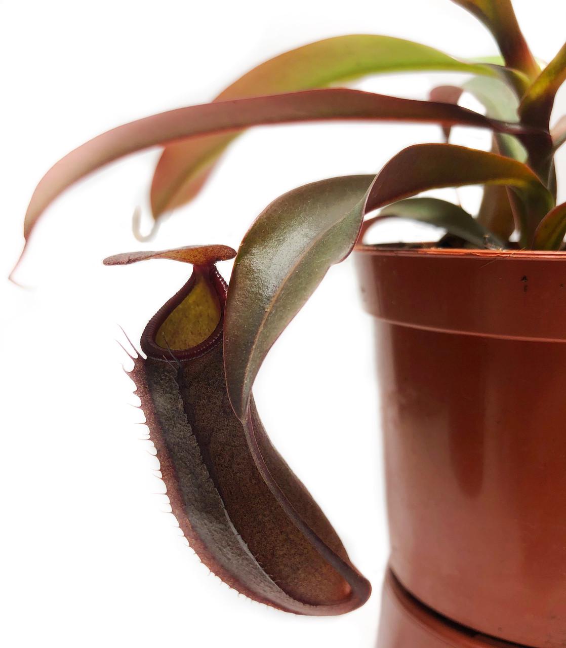 Непентес Сангвінея Рослина хижак AlienPlants Nepenthes Sanguinea (SUN007CP) - фото 2