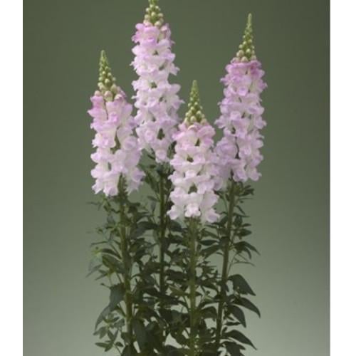 Семена цветов Takii seed Львиный зев Legend F1 Light Pink 1000 шт. (BN08680)