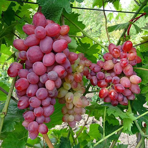 Саженцы винограда Казантип черенкованный 1-летний (2928200833)