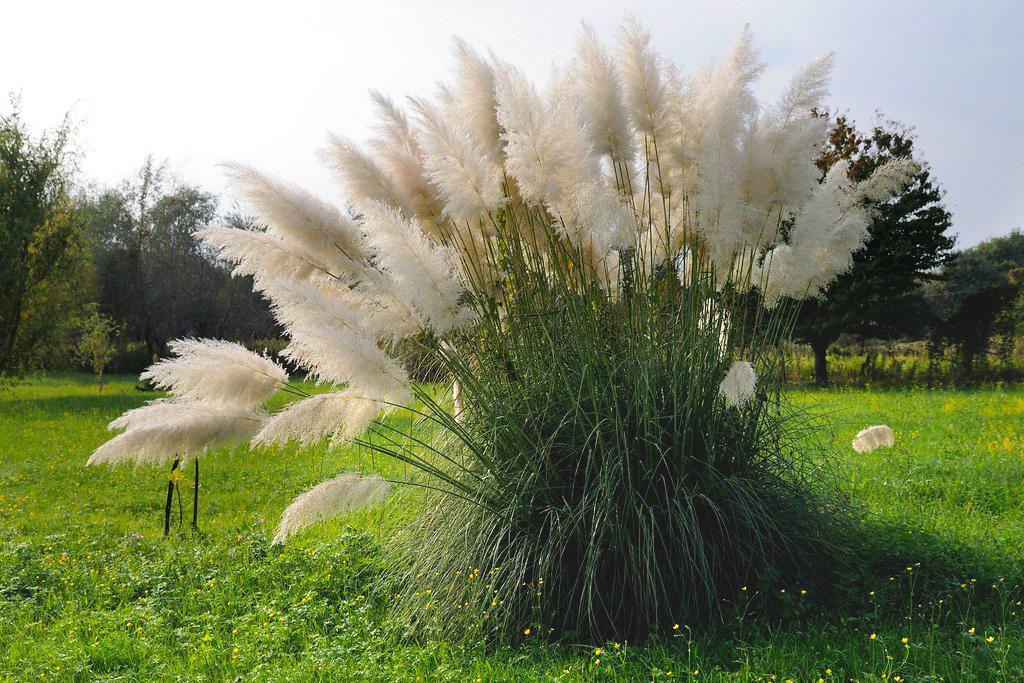 Кортадерия Пампасная трава белая Cortaderia sell 1 шт. White (38291471)