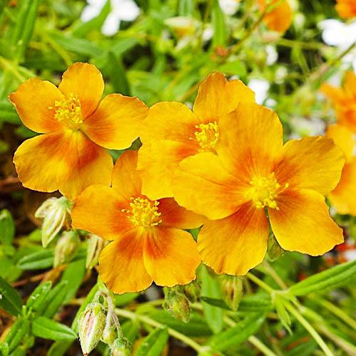 Гелиантемум Florium Bronzeteppich (18449)
