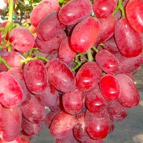 Сажанець Виноград «Строкатий» надранній/крупноягідний мускат (63664)