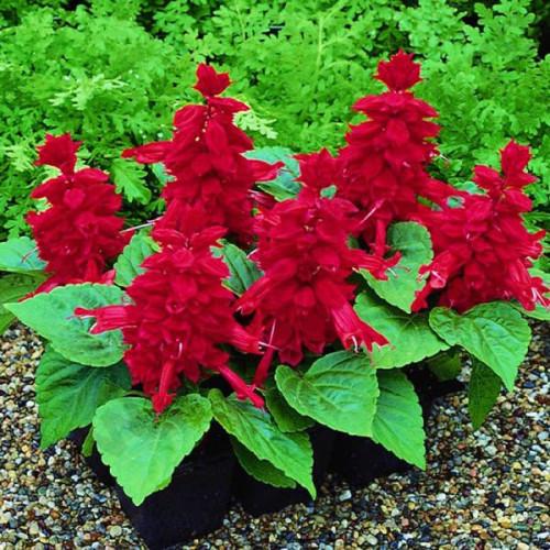 Насіння квітів Syngenta Сальвія блискуча Salsa Burgundy 50 шт. (BN02429-3)