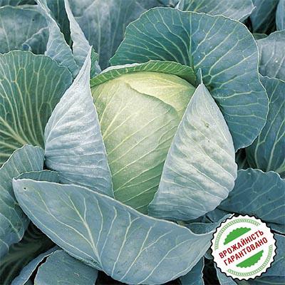 Насіння Капуста Florium Білокачанна Мегатон F1 середньопізня (4860) - фото 2 Насіння Капуста Florium Білокачанна Мегатон F1 середньопізня (4860) - фото 2