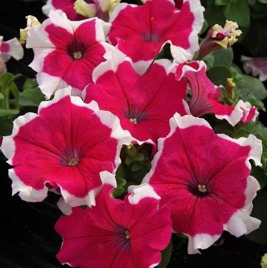 Семена цветов GL Seeds Петуния F1 Пикоти Чери Фрост 10 шт. (GL-1201)