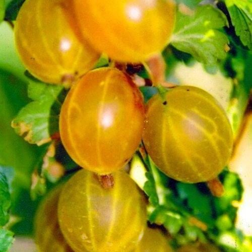 Сажанец Эксклюзив Крыжовник янтарный Вдохновение природы Inspiration of nature премиальный очень крупноплодный сорт (47871) Сажанец Эксклюзив Крыжовник янтарный Вдохновение природы Inspiration of nature премиальный очень крупноплодный сорт (47871)