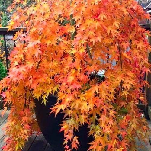 Клен пальмолистый Orange Dream 4-летний 120-150 см (29294212) Клен пальмолистый Orange Dream 4-летний 120-150 см (29294212)