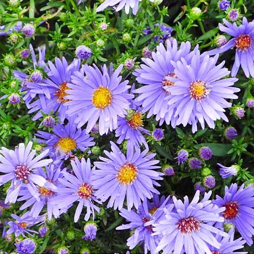 Астра Florium Lady in Blue (5527)