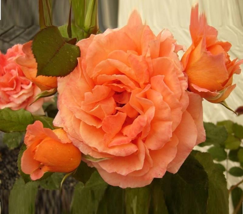 Роза Meilove Orange Флорибунда в контейнере (2669455824)