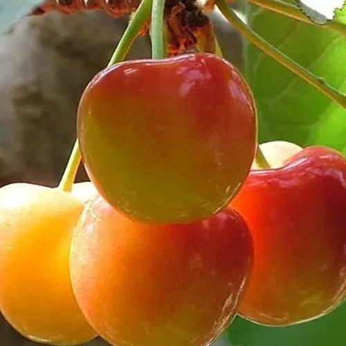 Сажанец Черешня розовая Нежность летний сорт среднепоздний срок созревания (102123)