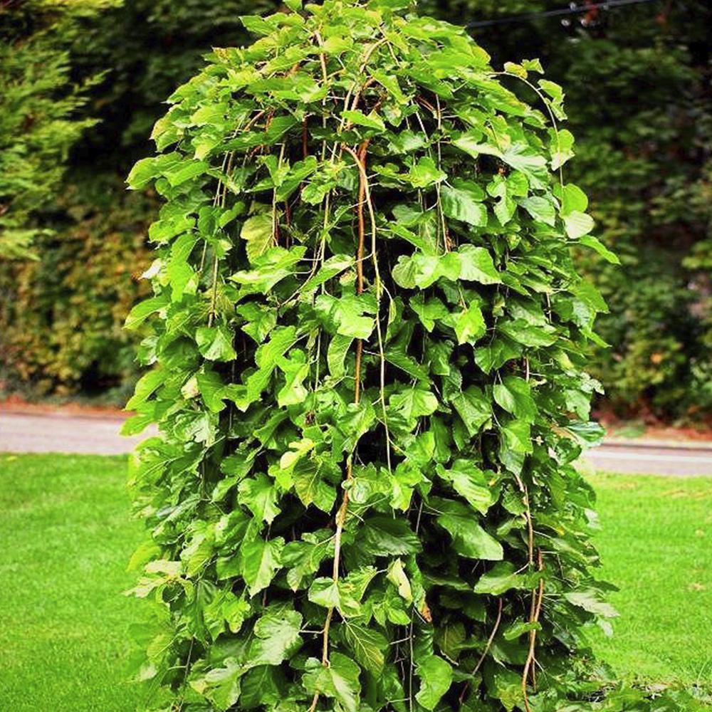 Саджанець плакучої шовковиці на штамбі Шепіт Вітру (14965178)