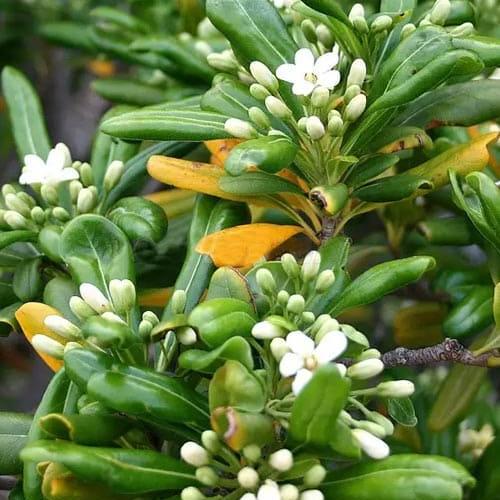 Сажанец Лавр Австралийский Pittosporum Tobira вечнозеленый высокие декоративные качества (183870)