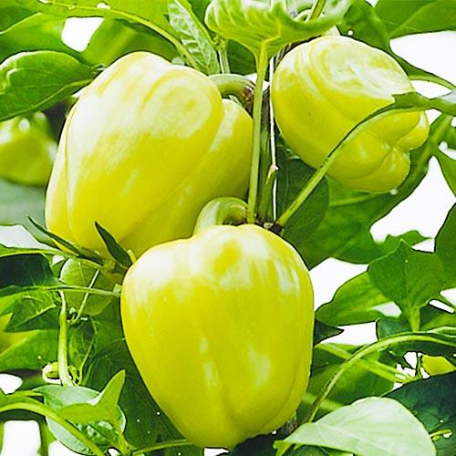 Семена Перець Florium Блонді F1 (4882)