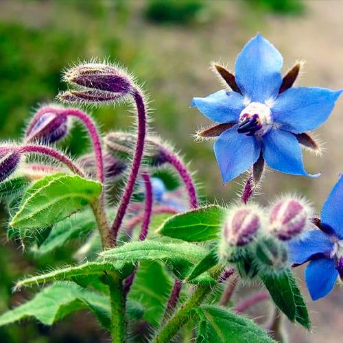 Семена Бораго Florium огуречная трава (4257)