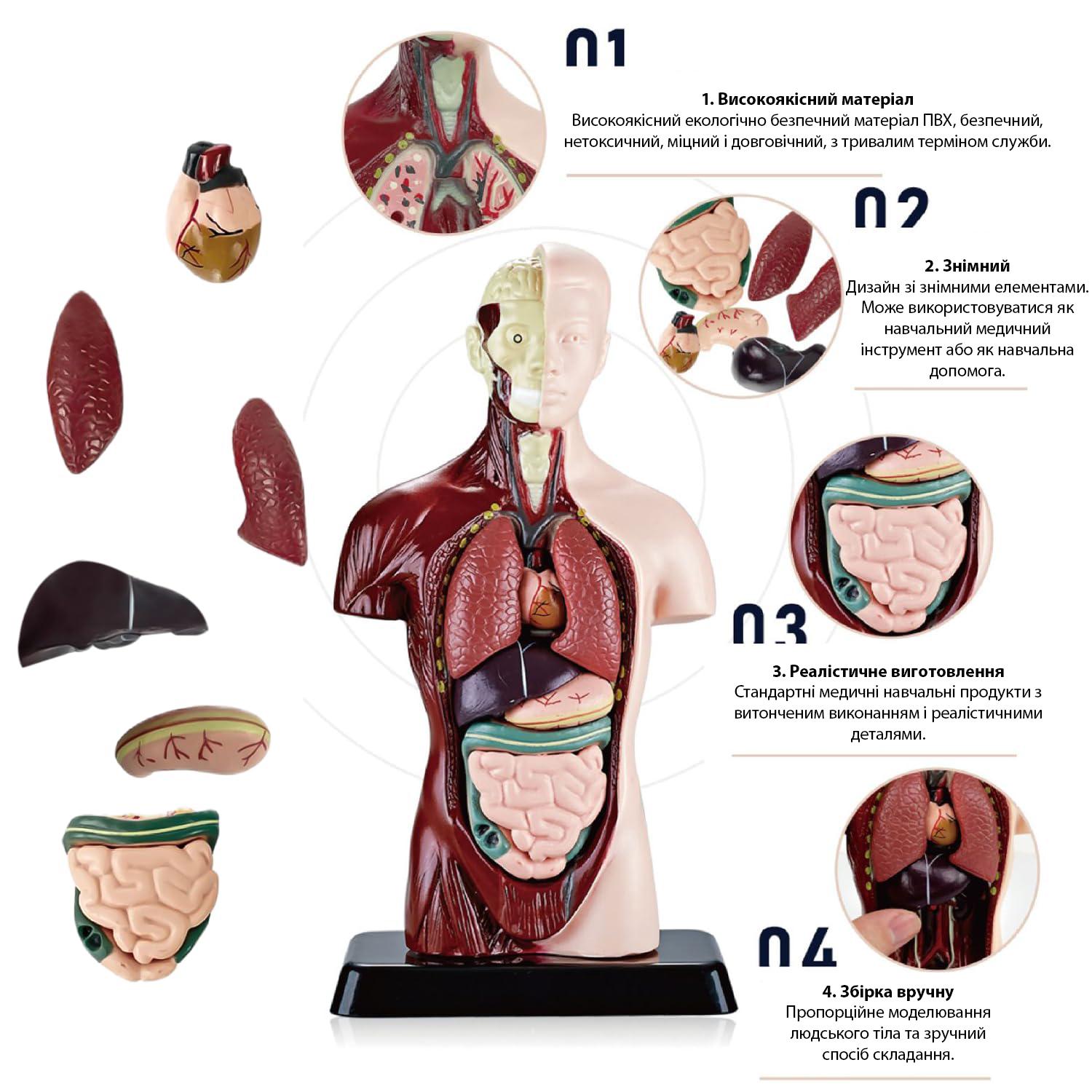 Учебная анатомическая модель человека 3D с 15 съемными частями (25788012) - фото 2