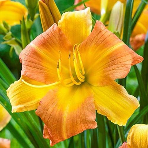 Лилейник Florium EveryDaylily Punch Yellow (12928)