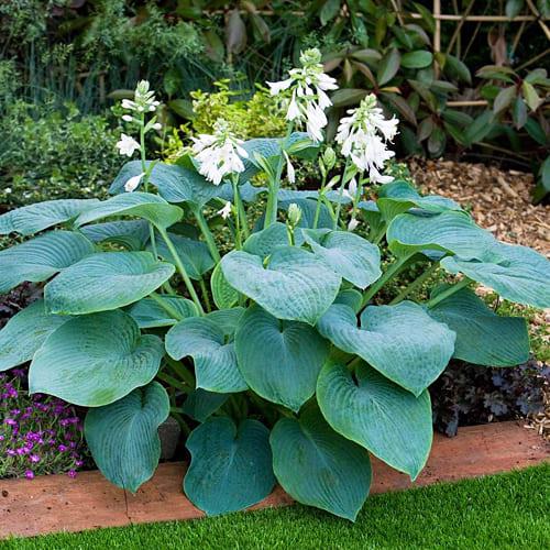 Хоста Florium Bressingham Blue (10558)