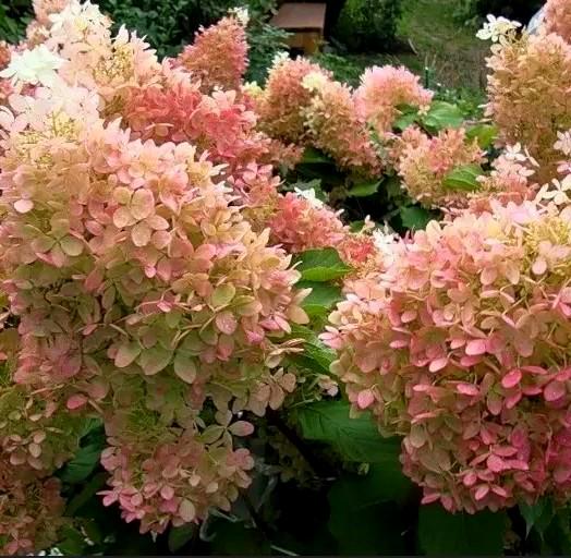 Гортензія волотиста Hydrangea paniculata Phantom (18925655)