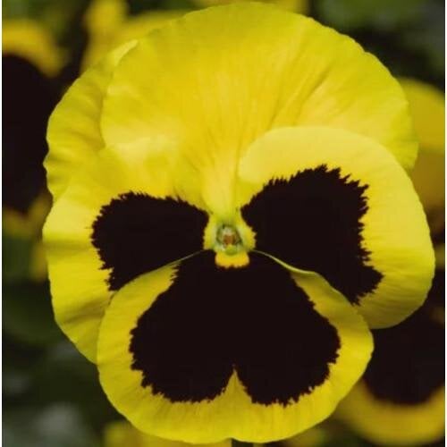 Семена цветов Виола Delta Pro F1 Yellow with Blotch Syngenta 100 шт. (BN12400-3)