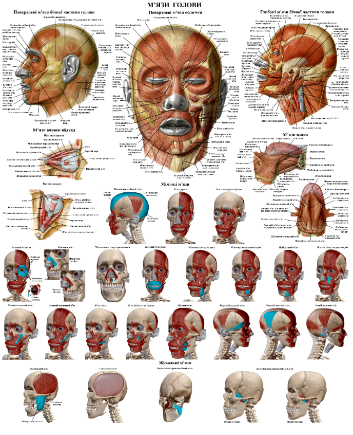Плакат анатомический Мышечной система головы 50х64,5 см