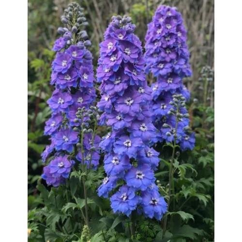 Семена цветов Дельфиниум новозеландский Morning Lights F1 h 1-1,4 m New Zealand Delphiniums 50 шт. (BN13068-3)