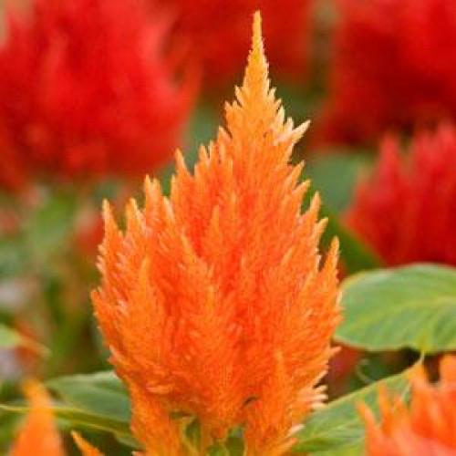 Семена цветов PanAmerican Целозия перистая ICECREAM ORANGE 250 шт. (BN00686-2)