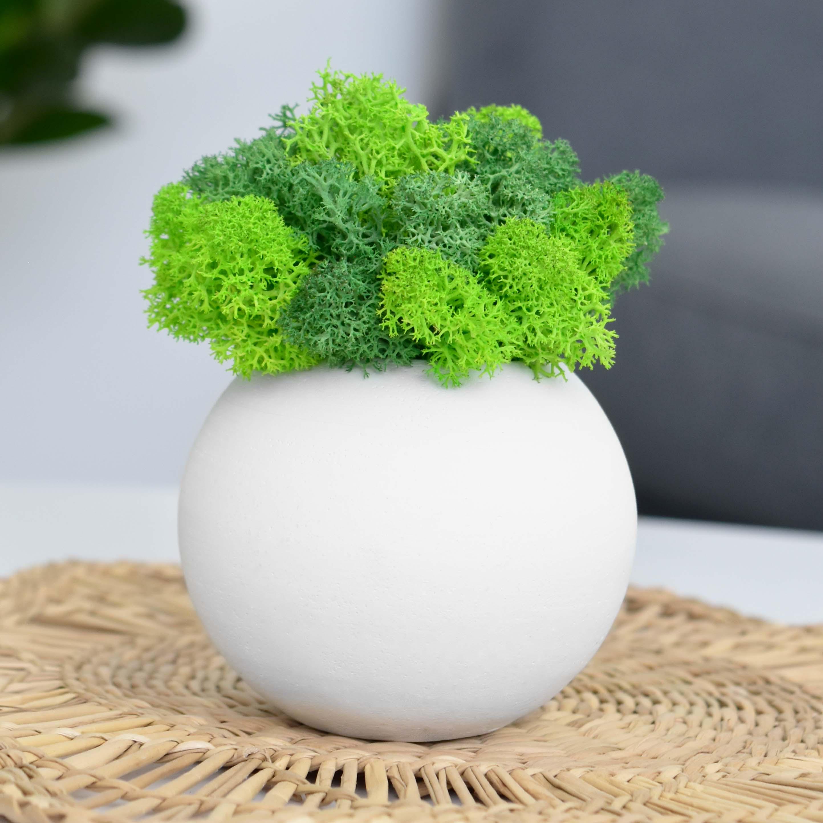 Кашпо Bubble со стабилизированным мхом Белый/Зеленый/Салатовый (17839191)