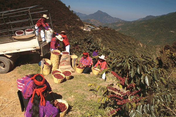 Кава в зернах KNBK Арабіка Guatemala Huehuetenango 1 кг - фото 4