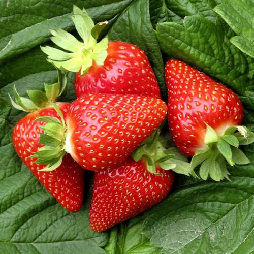 Саджанець полуниці Gоurmandine ремонтантна соковита (1542529095)