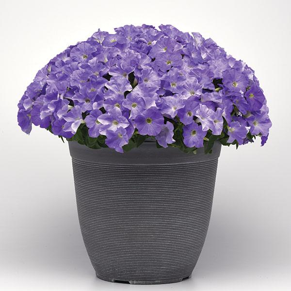 Семена Петуния ампельная Easy Wave F1 Sky Blue ТД Гекса-Украина 02-01-629 25 шт. (IR003302)