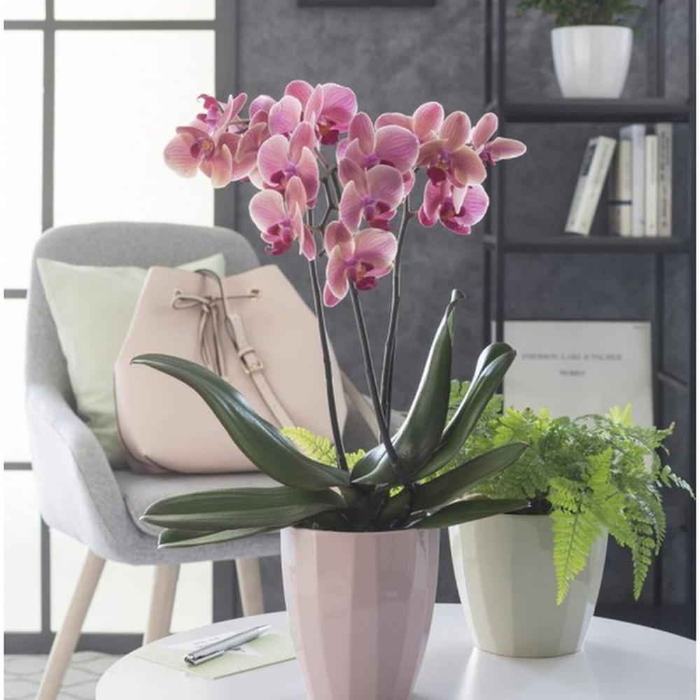 Кашпо Scheurich Elegance 14 см Рожевий (62315) - фото 2