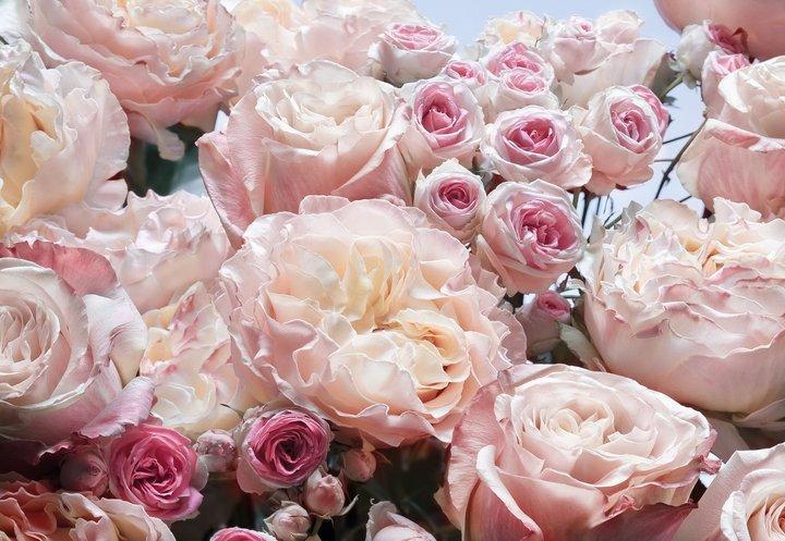 Обои Панно Komar Englische Rosen бумажные моющие 368х254 см (8-946)