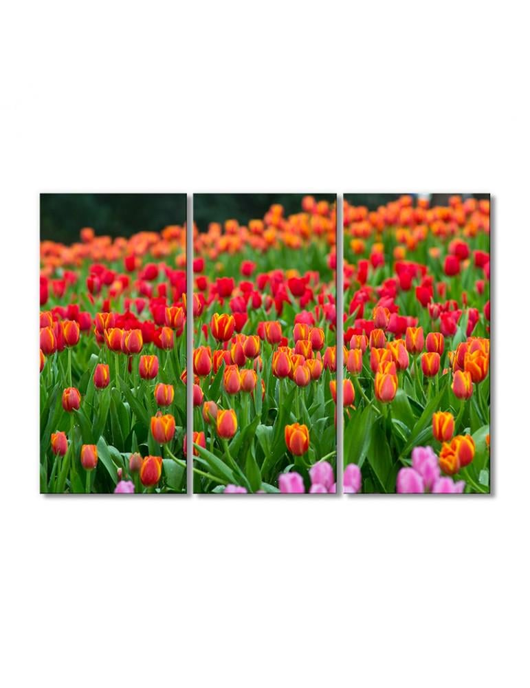 Картина модульная Поле тюльпанов 3 модуля 80x120 см
