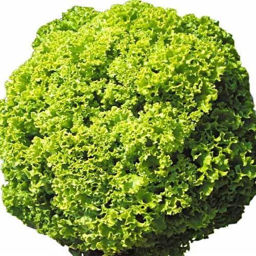 Салат Florium Локарно ТМ Профессиональные семена (17921)